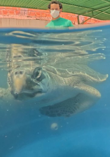 Tartaruga-oliva é reabilitada e reintroduzida ao mar na Praia de Riacho Doce