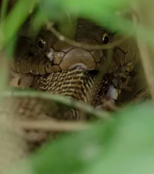 Foto de cobra-rei ingerindo naja viraliza e mostra hábito raro da espécie