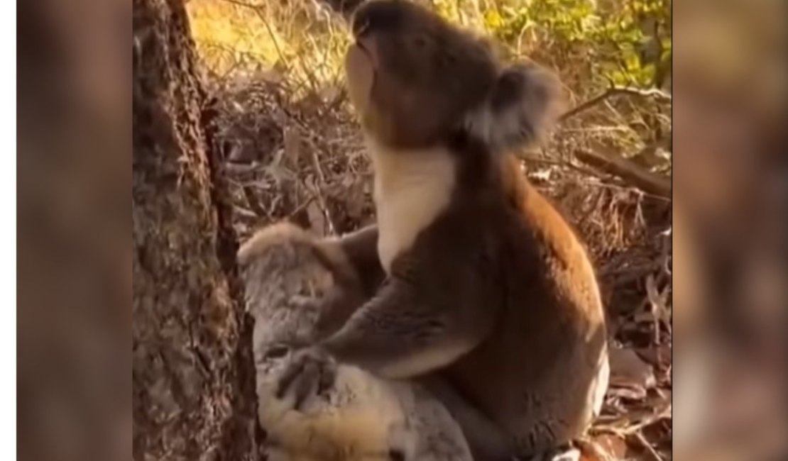 Coala é flagrado demonstrado luto após morte da companheira na Austrália