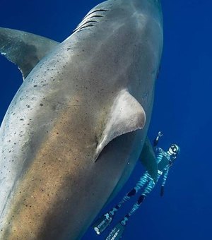 Pesquisadora nada com o maior tubarão branco já visto