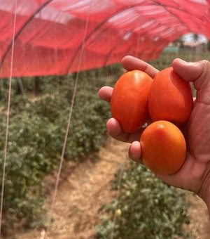 Projeto inovador  aumenta a produção de tomates em 14 toneladas no Sertão e Agreste