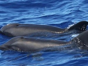 Híbrido raro entre baleia e golfinho é flagrado nadando em ilha do Havaí