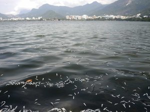 Mais de 55 toneladas de peixes mortos são recolhidas de lagoa