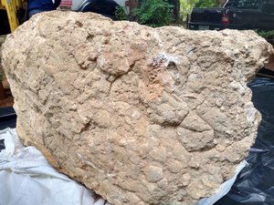 Bloco de calcário com fósseis de dinossauros é descoberto em MG