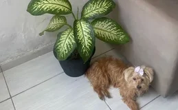 Homem é indiciado por atropelar cachorro e não prestar socorro em Maceió