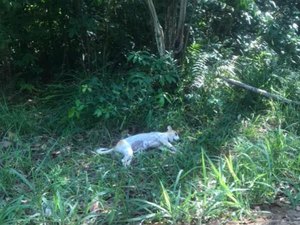 PC investiga morte de cachorros eletrocutados em Maceió