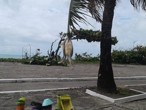 Tartaruga é pendurada em árvore após ficar encalhada na Av. da Paz