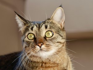 Gato é encontrado morto a tiros em rua de Arapiraca; caso será investigado