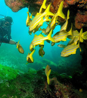 Taxa de visitação de Fernando de Noronha sobe e fica acima dos R$ 100 por dia