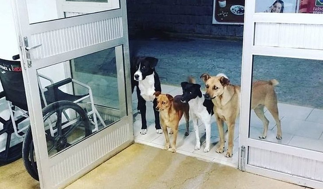 Cães acompanham e aguardam morador de rua na porta de hospital