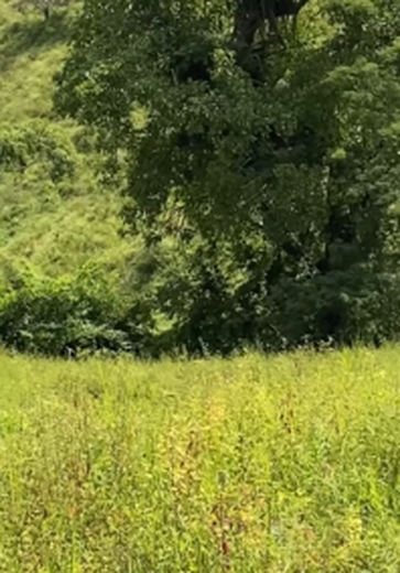 Corpo de idoso que estava desaparecido é encontrado na zona rural de Palmeira dos Índios