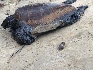 [Vídeo] Maragogi: tartaruga com manchas de petróleo agoniza em São Bento