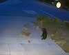 [Vídeo] Cão enfrenta cinco coiotes por 45 minutos na Califórnia e vira herói