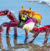 Caranguejo-uçá: IMA/AL alerta sobre o período de defeso em Alagoas