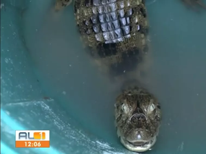 Filhote de jacaré é encontrado na Praia do Francês, em Alagoas