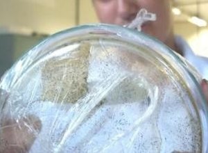 Estudantes do Ifal Maceió desenvolvem plástico ecológico