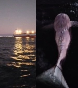 [Vídeo] Veja o momento em que marinheiro encontra filhote de baleia-jubarte