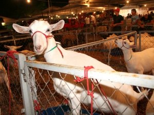 Arapiraca sedia sua 5ª Exposição de Caprinos e Ovinos