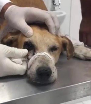 Cachorro é baleado no olho com espingarda de chumbo em União dos Palmares