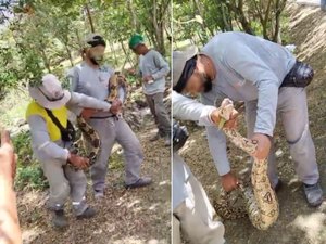 Jiboia de cerca de 2 metros é capturada por moradores em Arapiraca