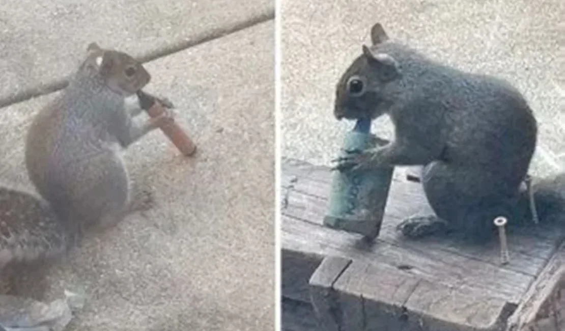 Esquilos são flagrados “fumando” vapes em parque e cena viraliza