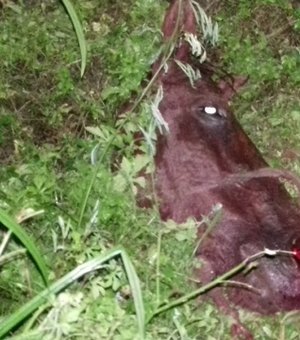 Vídeo] Moradores fazem apelo para Zoonoses recolher cavalo morto