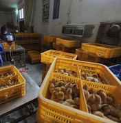 Governo chinês relata 1º caso humano de gripe aviária H10N3