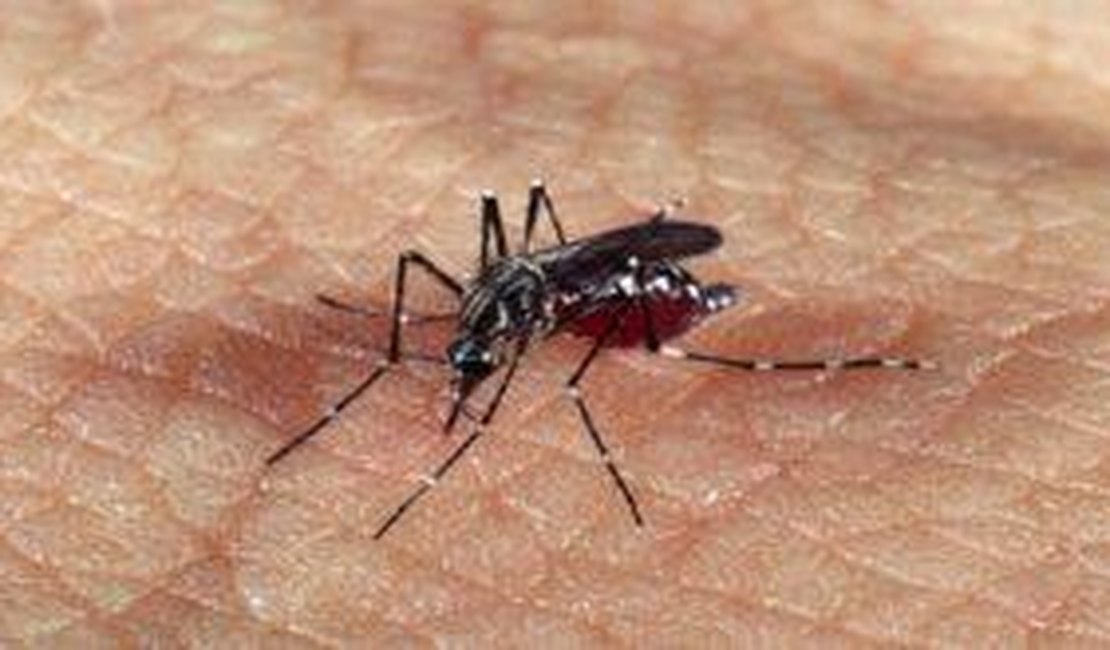 Alagoas registra 19 mortes provocadas por dengue; veja números por cidades