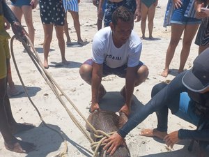 Capivara é resgatada na praia de Maragogi