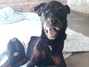 Caso Dogão: suspeitos de enterrar cachorro vivo são multados em R$ 14 mil