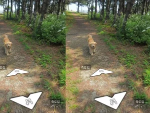 Golden vira sensação ao aparecer em mais de 1.000 fotos do Google