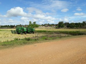 Alagoas tem o segundo maior aumento na safra de arroz em 2021 do Nordeste