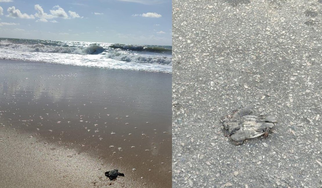 Tartaruga desova na praia de Jacarecica; Biota flagra filhotes atropelados