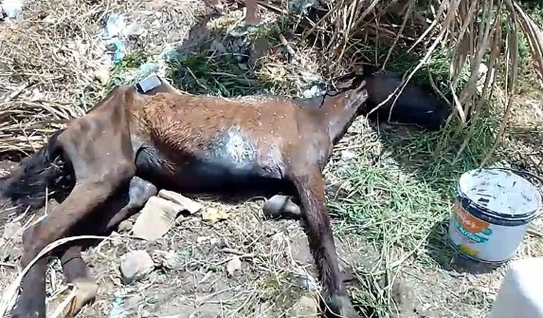 Égua ferida é abandonada é abandonada para morrer em Palmeira dos Índios