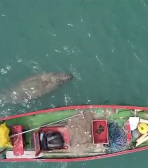 Peixe-boi e tartaruga marinha são avistados no mar da praia de Garça Torta