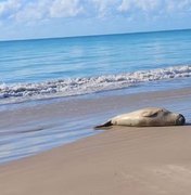 Elefante-marinho “Leôncio” desaparece e mobiliza buscas no litoral de Alagoas