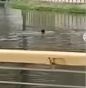 Homem mergulha em lago com dezenas de jacarés em Palmeira dos Índios
