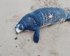 Filhote de peixe-boi é encontrado morto na Praia da Sereia