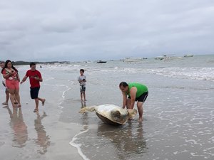 Tartaruga é encontrada morta em praia de Maragogi