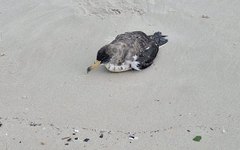 Aves marinhas encalham em Alagoas