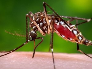 Mais de 5 mil casos de Chikungunya já foram confirmados em AL este ano