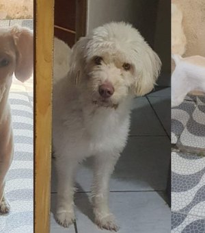 Donos oferecem recompensa para encontrar cadela desaparecida em Arapiraca