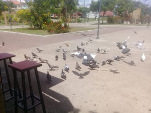Proliferação de pombos causa transtornos na Praça Ceci Cunha, em Arapiraca