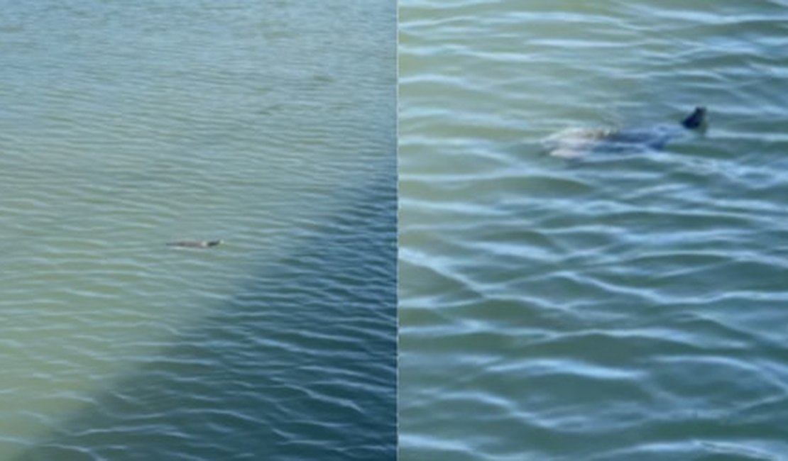 Animal aquático é visto nadando nas águas do Riacho Salgadinho