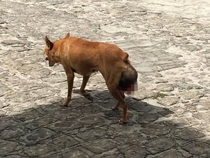 Moradores pedem ajuda para cadela de rua em Penedo