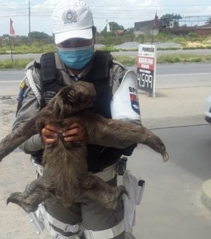 Bicho-preguiça é resgatado tentando atravessar rodovia em Messias