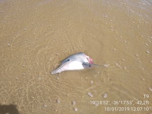 Golfinho mutilado é encontrado na praia de Feliz Deserto