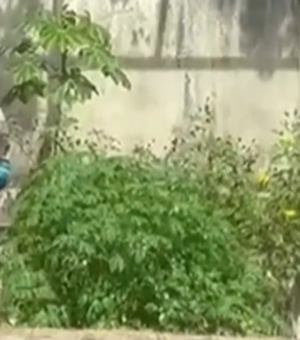 Homem morre após invadir jaula de leões em parque zoobotânico de João Pessoa