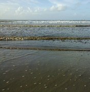 Mancha na Praia do Sobral é causada por microalgas
