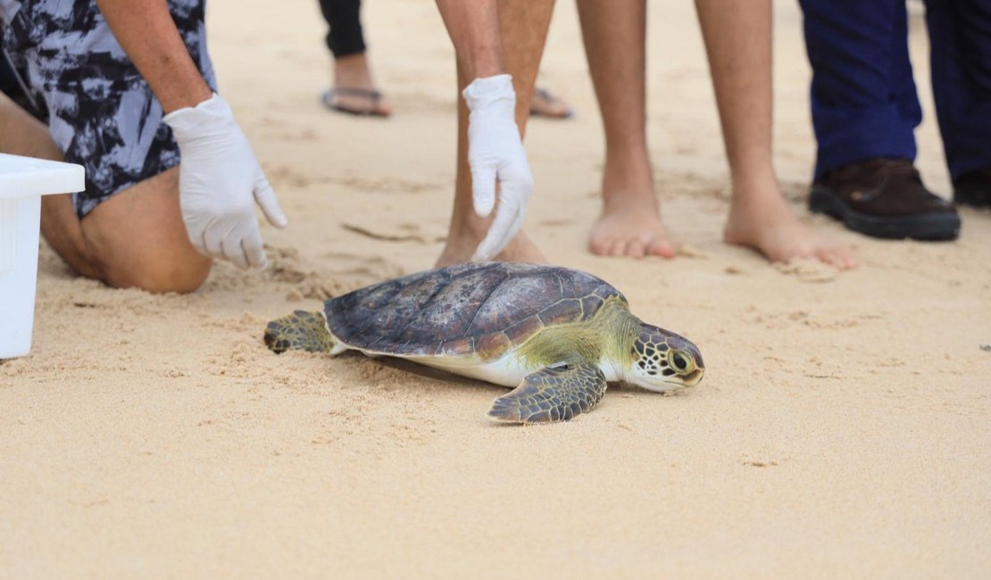 MP e MPF participam de soltura de tartaruga marinha e reafirmam importância de Plano de Ação Estadual